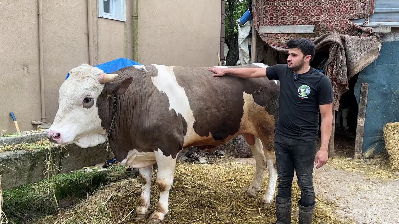 KURBANLIK SATIŞLARIMIZ TAMAMLANMIŞTIR 2024