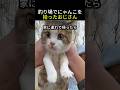 初心者飼い主がにゃんこを拾うと起きること