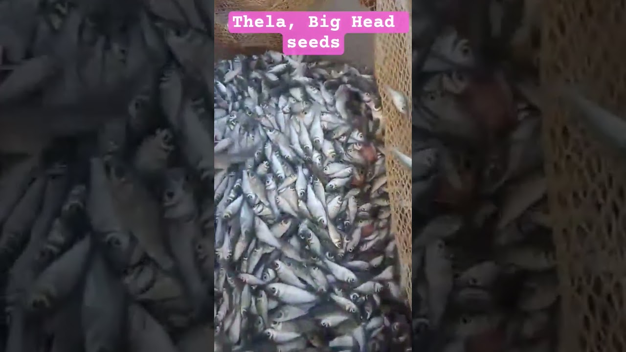 Thela Fish Seeds🐟🐟, Big Head Fish seeds