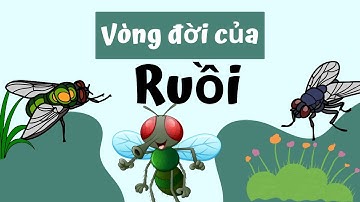 Vòng Đời Của Loài Ruồi Bao Nhiêu Ngày? Cùng Khám Phá Nhé!