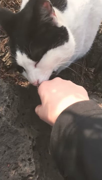 Cute korean Pussy Neko licking