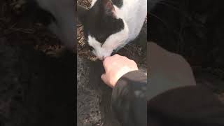 Download Lagu Cute korean Pussy Neko licking MP3