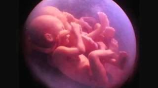 Conversation in the Womb - Abie Rotenberg
