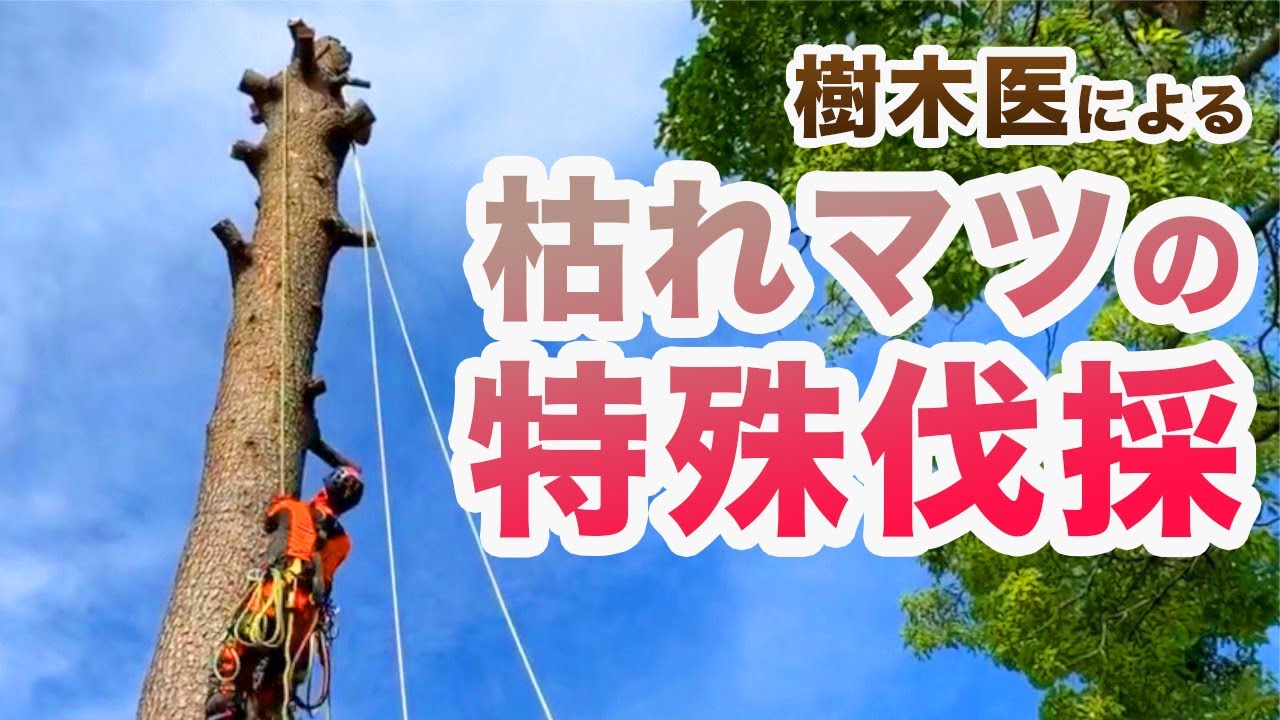 樹木医4名座談会 樹木医試験対策について 他 Youtube