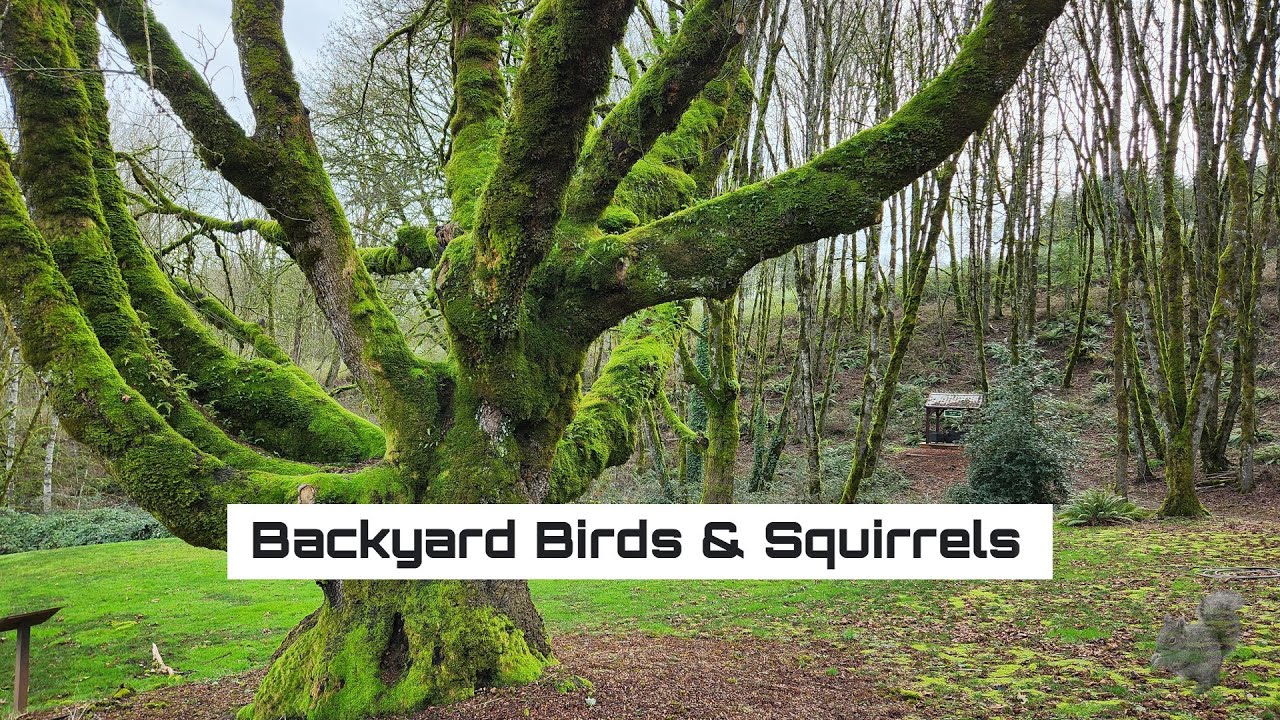 PNW Backyard Birds Live Stream 6/20/2023 YouTube
