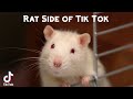 Rat Side of Tik Tok