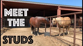 BONUS FOOTAGE | PITZER STUDS & NEW BREEDING BARN