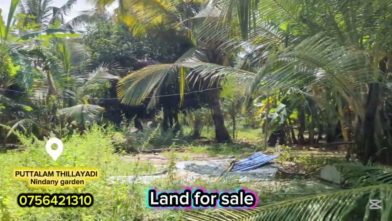 காணி விற்பனைக்கு உண்டு 0756421310  address PUTTALAM THILLAYADI Nindany garden #mdviews #puttalam 