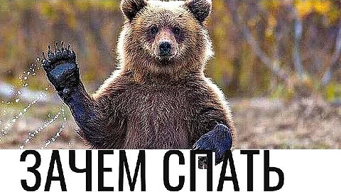 ПОЧЕМУ ЗВЕРИ ВПАДАЮТ в СПЯЧКУ