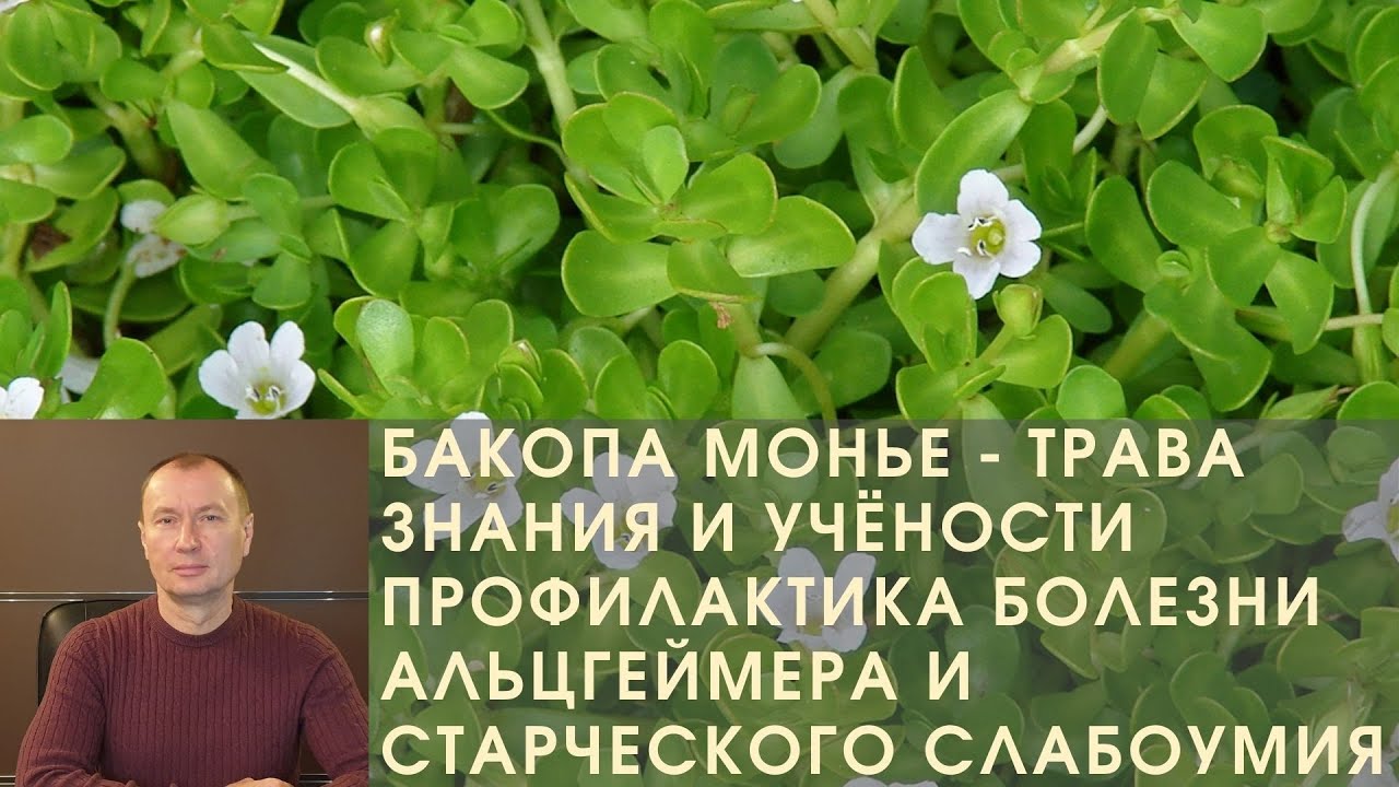 БАКОПА МОНЬЕ - ТРАВА ЗНАНИЯ И УЧЁНОСТИ. ПРОФИЛАКТИКА БОЛЕЗНИ АЛЬЦГЕЙМЕРА И СТАРЧЕСКОГО СЛАБОУМИЯ.