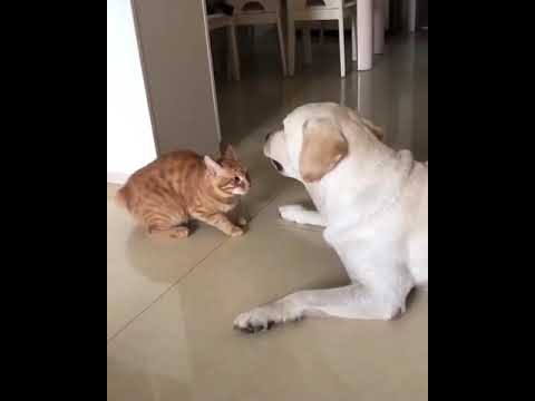 Gato pidiendo perdón a Golden Retriever
