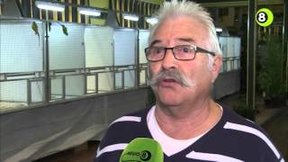 Papegaaien En Parkieten Gekeurd In Beek