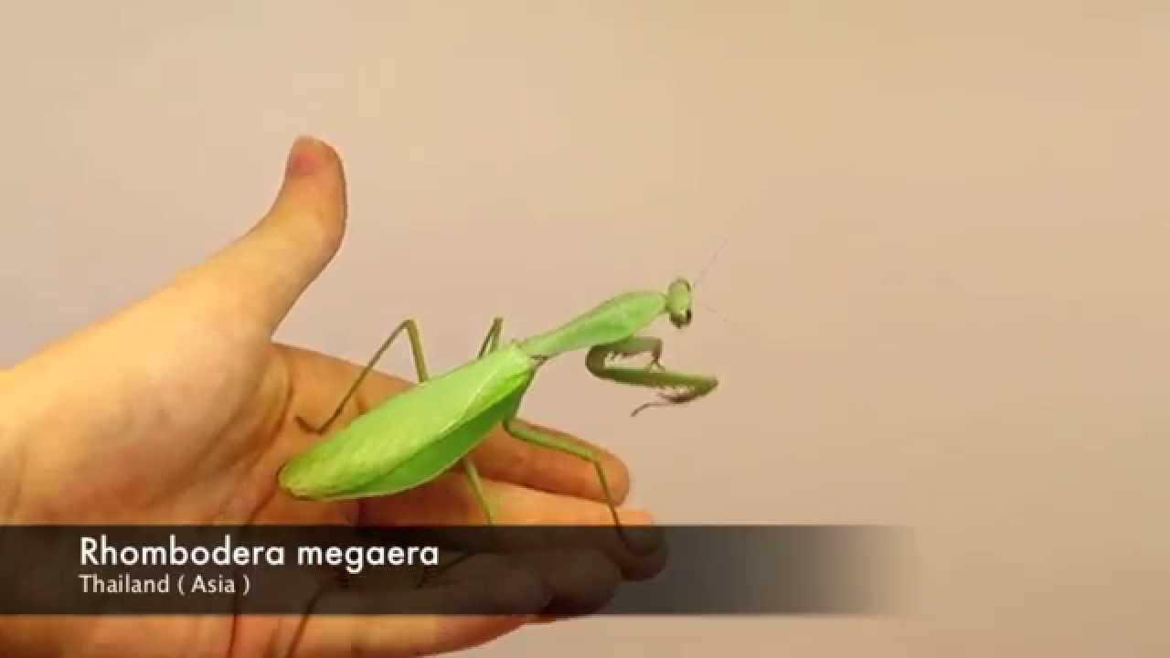 Rhombodera megaera YouTube