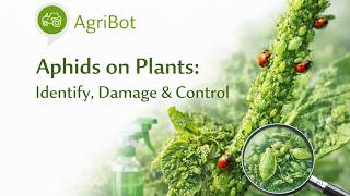 Aphids on Plants: Identify, Damage & Control | Insect screenshot 4