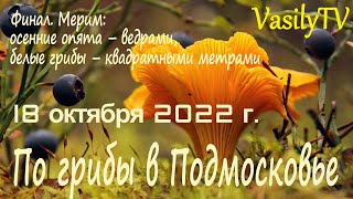 🌳По грибы в Подмосковье 18 октября 2022 г.🌳Финал. Мерим: осенние опята – ведрами, белые грибы – м2