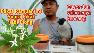 Ramuan alami agar volume suara pikat Kutilang jadi Kencang dan gacor