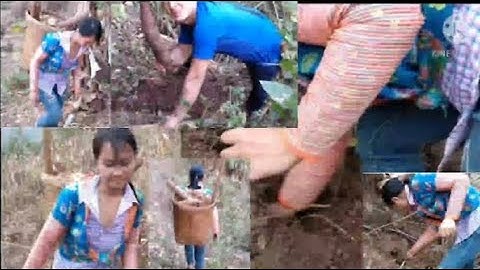 Hnub no wb ob niam txiv mus khawb qos ntoo los pub qaib 28/01/2021_Foob Thoj