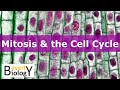 Mitosis & the Cell Cycle (updated)