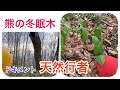 2020.北海道犬と天然行者にんにく採り!帰路は熊の冬眠木を探索!説明欄の目次も利用して採取の様子もご覧ください。