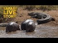 Mara River Giants: Hippos vs. Crocodiles