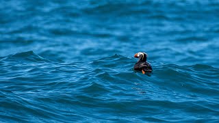 Protecting Tufted Puffins Along the Oregon Coast