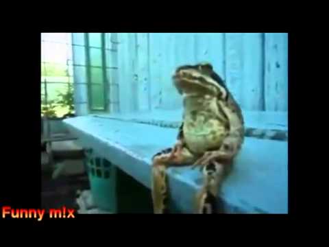 Funny Animal Awesome Cute Animals Acting Like Humans Funny Animal Awesome Cute Animals Acting Like Humans