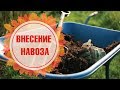 Навоз как удобрение 🌟 4 правила внесения навоза 🌟 Обзор hitsadTV