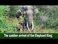 The sudden arrival of the Elephant King | हाथी राजा का अचानक आगमन
