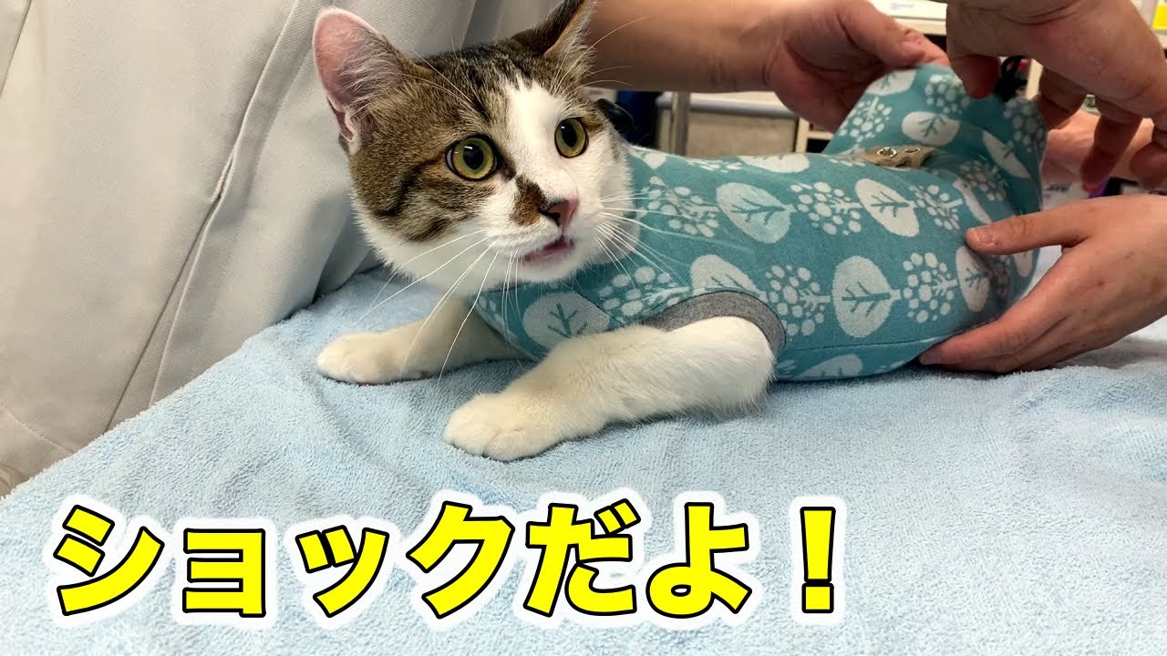 動物病院から帰ってきた猫 嬉しくてふみふみゴロゴロ 二本足のエースくんトライアル日記 Youtube