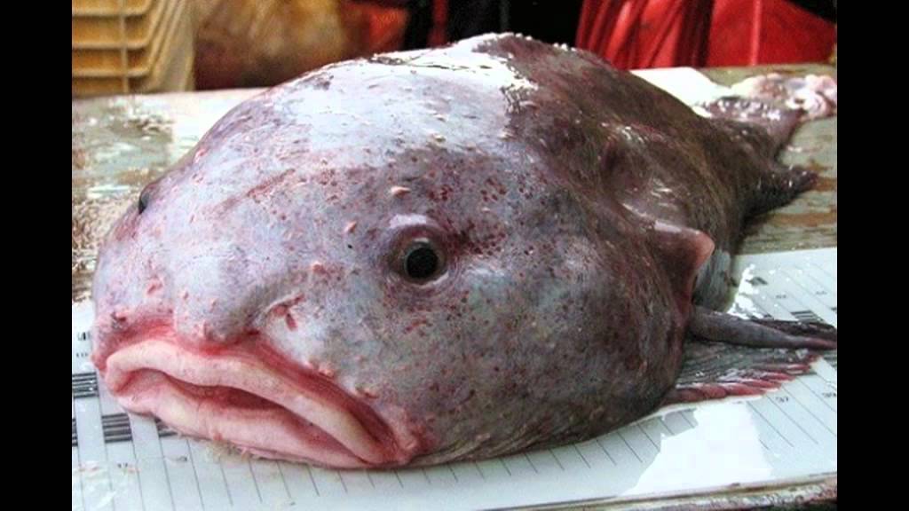 What's Inside A Blobfish, The blobfish was crowned the world's ugliest  animal in 2013, but that distinction was based on what this creature looks  like on land., By Insider Science