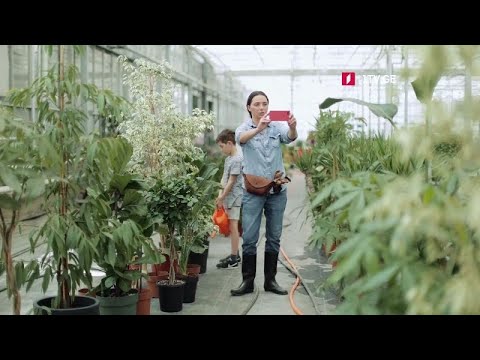 შარქ თენქ საქართველო - წარმატებები ნესტან