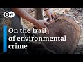 Killing for wood: The timber mafia’s brutal business | DW Documentary