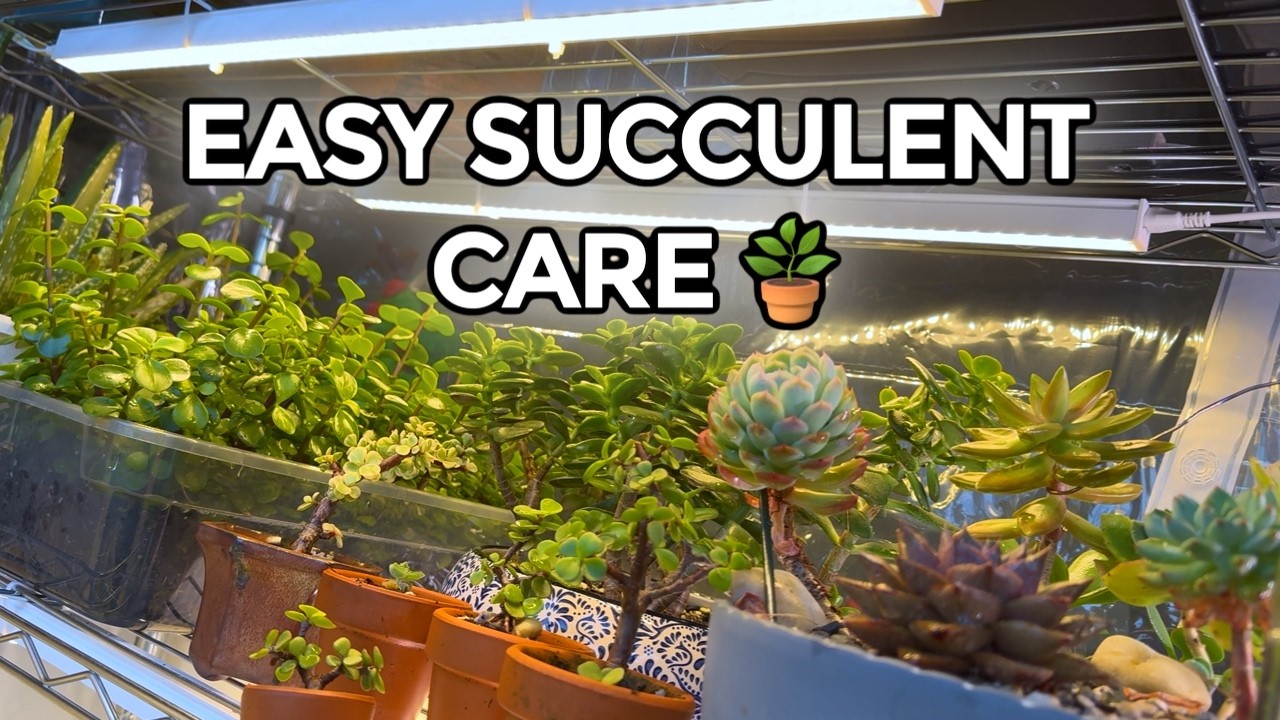This is the BEST Way to Grow Succulents Indoors (2026)