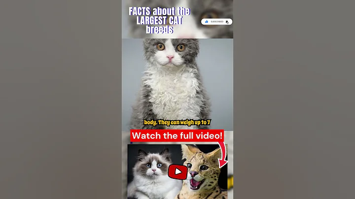 Video 10072131: cat breed kitten, cat breed facts, cat breed animals, cat breeds funny, cat fun kitten, weird cat facts