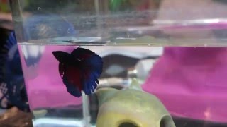 Feeding Time for my Betta Fish Fluffy