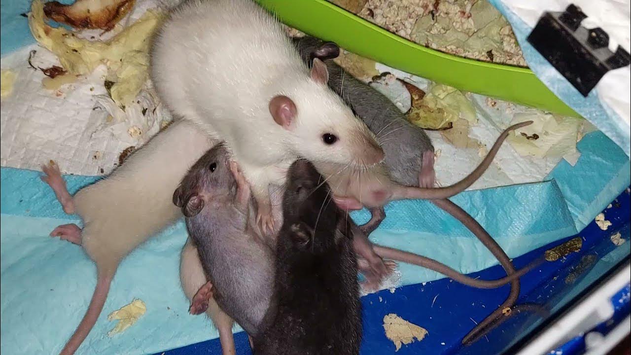 алиса крыса. как знакомить крысу с крысой мальчиков. как познакомить крыс. мем про крысу в коллективе. крыса окрас циннамон.