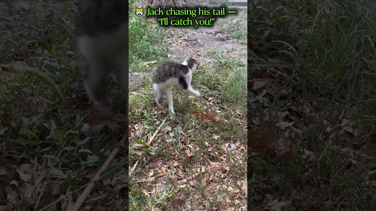 Funny Jack — tail chasing moments🐾 