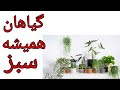 گیاهان همیشه سبز 