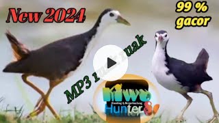 Suara ruak - ruak // terbaru 2024