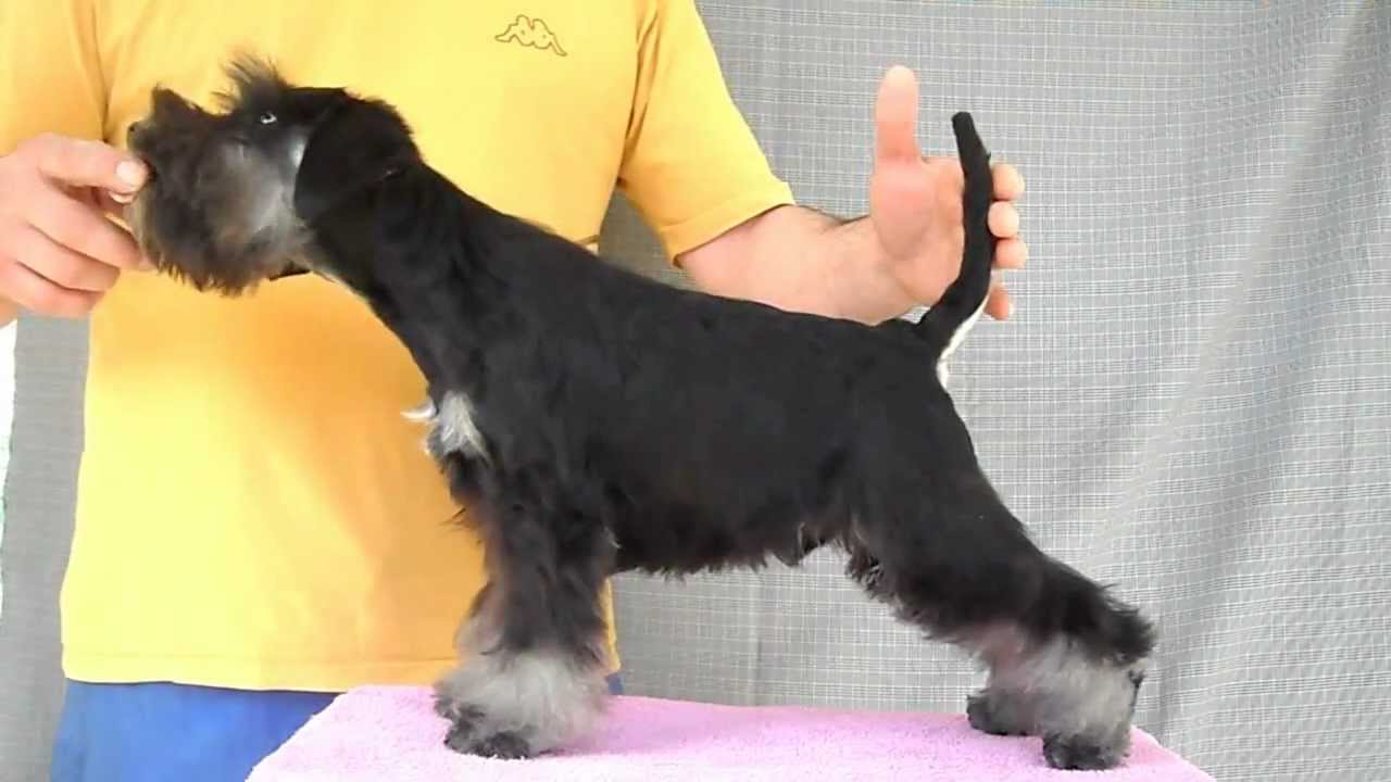 4 month old miniature schnauzer