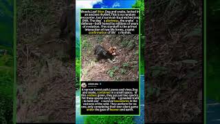 This Is What Happens When Hunting Dogs Meet a Snake#foryou #fyp #animals #funny#DogsVsSnake#Forest