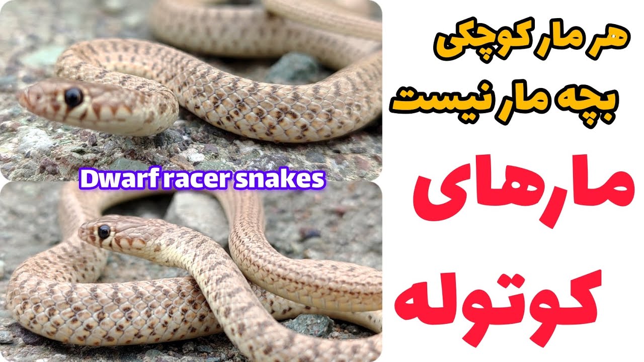 مارهای کوتوله Eirenis ( Dwarf racer snakes) کبرا خزندگان مستندحیات وحش ...