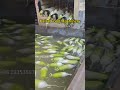 Automatic Brush Roller Radish Washing Machine | Vegetable Processing Equipment