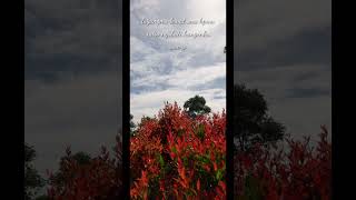 Layang Sworo - Niken Salindry #nikensalindry #layangsworo #viral #laguviral #lagujawa #campursari