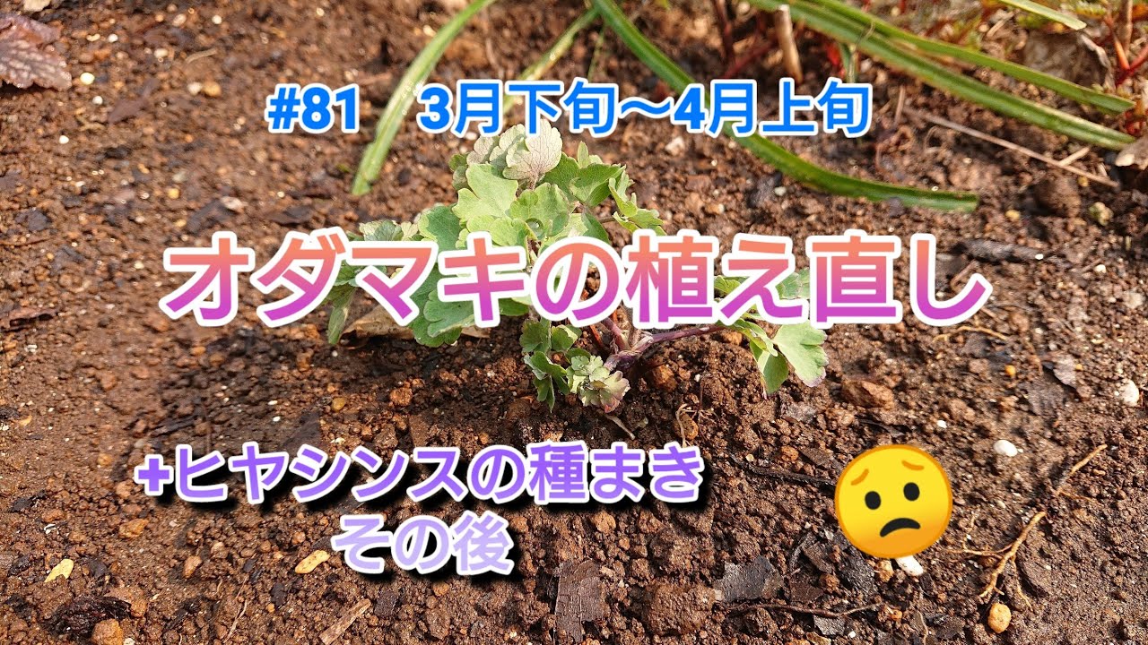 #81 オダマキの植え直し+ヒヤシンスの種まきその後／3月下旬～4月上旬