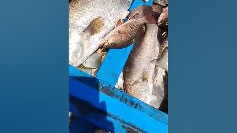 Kích cá vược khủng cá chẻm.0985802199