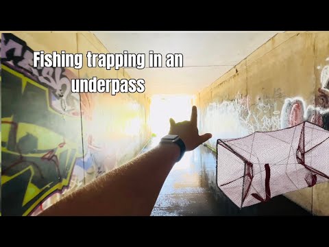 Fish trapping a fish ladder 