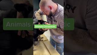 Dog Therapy Chiropractor Funny Moments | #Dogchiropractor #Funnydogs #Funnydogvideos #Trynottolaugh