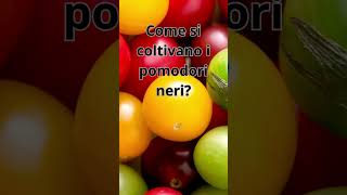 Coltivare il Mistero: Pomodori Neri alla Rivelazione!