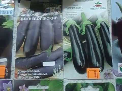 Сеем баклажаны правильно  Нужна ли пикировка  ПОВТОРЯЙ ЗА МНОЙ! Видеоурок от Ольги Черновой начинающ